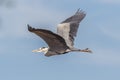 Heron in flight over Gloucestershire