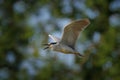 Heron flight, spring time. Night heron, Nycticorax nycticorax, grey water bird sitting by the water, animal in the nature habitat Royalty Free Stock Photo