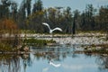 Heron fly through the swamps Royalty Free Stock Photo