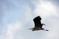 Heron flying Royalty Free Stock Photo