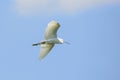 heron isolated on blue background