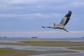 Heron flying at the Courtenay estuary Royalty Free Stock Photo