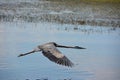 Heron flying just above the lake surface Royalty Free Stock Photo