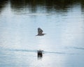 Heron Flying Low over Reflective Water Surface with Mirror Image Royalty Free Stock Photo