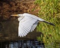 Heron flying over a pond or a lake Royalty Free Stock Photo