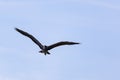 Heron flying over water, at Poolsbrook Royalty Free Stock Photo