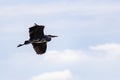 Heron flying over water, at Poolsbrook. Royalty Free Stock Photo