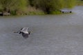 Heron flying over water, at Poolsbrook park. Royalty Free Stock Photo