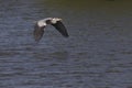 Heron flying over water, at Poolsbrook park Royalty Free Stock Photo