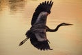 Heron flying over water in the sunset Royalty Free Stock Photo