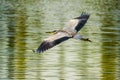 Heron flying with spread wings over lake Royalty Free Stock Photo