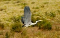 Heron flying at sunset Royalty Free Stock Photo