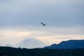Heron flying towards Rainier over Sammamish Lake