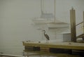 Heron Fog Royalty Free Stock Photo