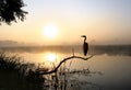 About a heron, a fog and sunrise