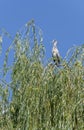 heron on willow tree top at urban park, Stuttagrt, Germany Royalty Free Stock Photo