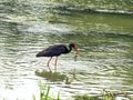 Heron frog nature Royalty Free Stock Photo