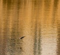 Heron gliding over river