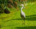 Heron going on the green grass at pond