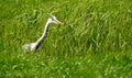 Heron between grass looking for food in a ditch