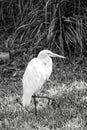 Heron or great egret walking on green grass in USA Royalty Free Stock Photo