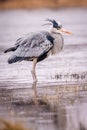 Heron grey bird Royalty Free Stock Photo