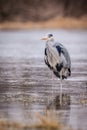 Heron grey bird Royalty Free Stock Photo