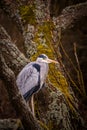 Heron grey bird Royalty Free Stock Photo