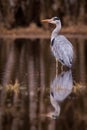 Heron grey bird Royalty Free Stock Photo