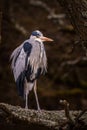 Heron grey bird Royalty Free Stock Photo