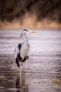 Heron grey bird Royalty Free Stock Photo