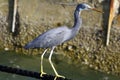 Heron Royalty Free Stock Photo