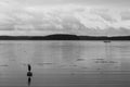 Heron in grey hues standing on floating sign with reflection, sailboat in distance and island scenery in background