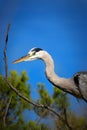 Heron grey on the tree with blue sky