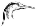 Heron Head and Leg, vintage illustration