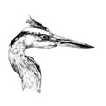 Heron head looks away profile Royalty Free Stock Photo