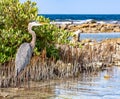 Heron hidden in cane thicket