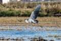 A heron hunting and flying in the lagoon. Adult grey heron ardea cinerea on the hunt in natural park of Albufera, Valencia,