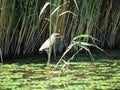 Heron in hunting