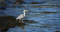 Heron hunting on the river edge