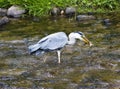 Heron hunting in the river Royalty Free Stock Photo