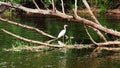 Heron hunts on the river Royalty Free Stock Photo