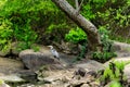 A Heron Hunts Silently along a Rocky River Bank. Royalty Free Stock Photo
