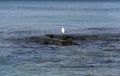 Heron hunts on stones in the sea Royalty Free Stock Photo