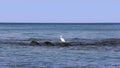 Heron hunts on stones in the sea Royalty Free Stock Photo