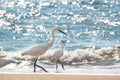 Heron hunts at Varkala beach, Kerala, India. Royalty Free Stock Photo