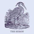 The heron. Illustration after a vintage woodcut engraving