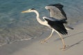 Heron in Indian Ocean Royalty Free Stock Photo