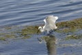 Heron in its natural habitat Royalty Free Stock Photo