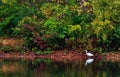 Heron on the lake in autumn Royalty Free Stock Photo